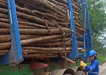 Mulheres atuam no transporte de cargas florestais na Bahia