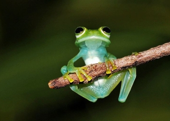 Perereca-de-vidro foi encontrada em reserva da Bracell