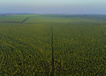 Base florestral da Eldorado Brasil