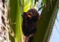 Programa Amigos da Fauna da Veracel