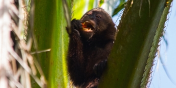 Programa Amigos da Fauna da Veracel