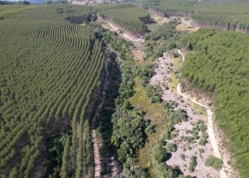 Bracell e a SOS Mata Atlântica plantam árvores