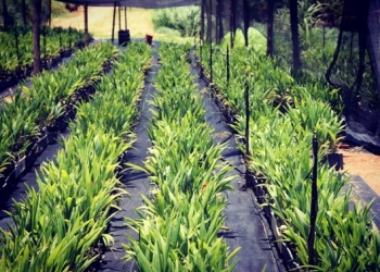 Mudas de Macaúba da Acelen