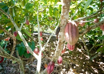 cacau