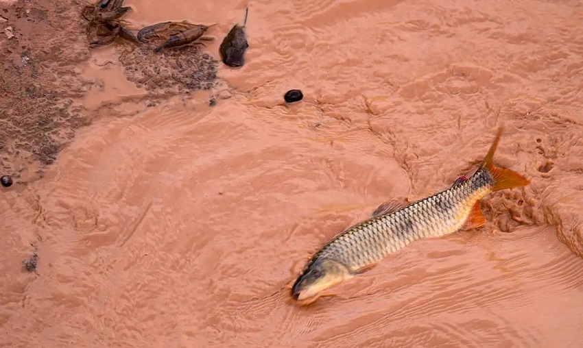 Samarco e Vale são multadas em mais de R$1,8 bilhão 1 Samarco e Vale