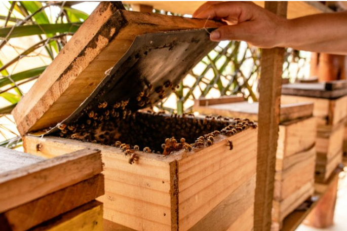 Veracel transforma florestas em fonte de renda para apicultores na Bahia 1 Veracel