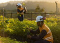 Mineração verde: Appian ultrapassa 388 hectares recuperados na Bahia 7 Atlantic Nickel