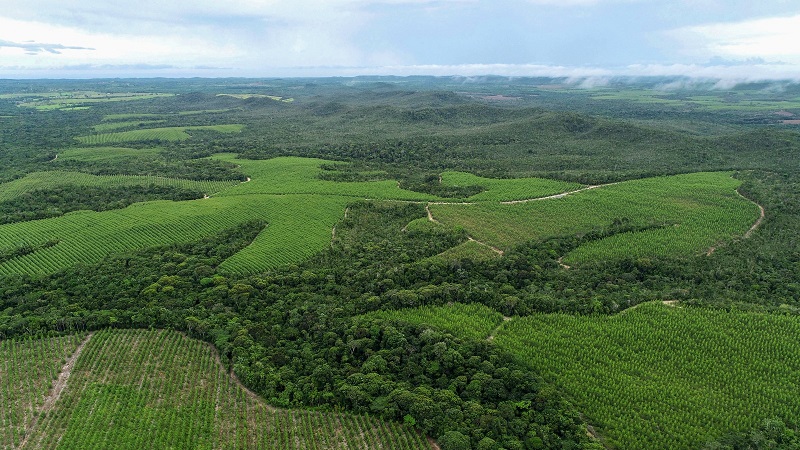 Bracell reduz emissões industriais em 47% e amplia uso de IA para monitorar biodiversidade 1 Bracell