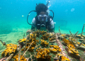 Bahia celebra Dia dos Oceanos com mais de 3 mil corais cultivados em Ilha de Maré 3 braskem
