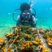 Bahia celebra Dia dos Oceanos com mais de 3 mil corais cultivados em Ilha de Maré 7 braskem