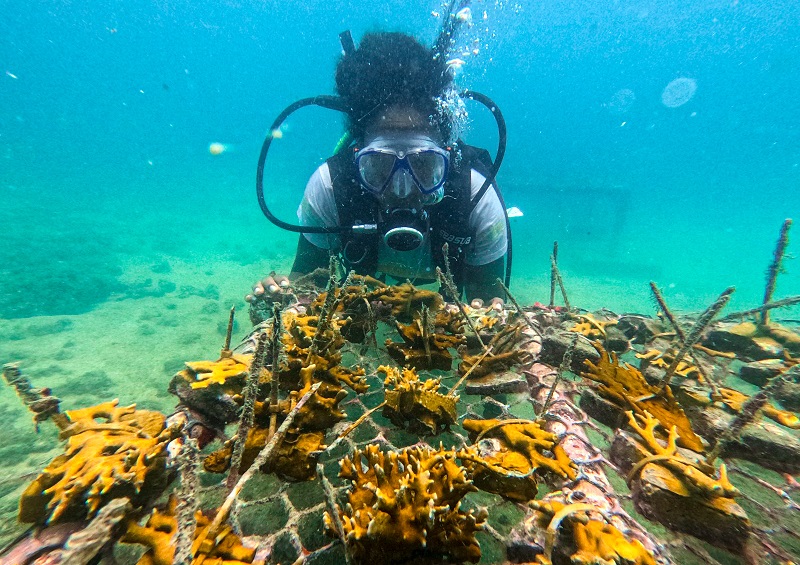Bahia celebra Dia dos Oceanos com mais de 3 mil corais cultivados em Ilha de Maré 1 braskem