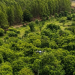 Arauco usa drones para preservar vegetação em obra de linha de transmissão 7 Arauco